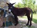 videos de dumbo