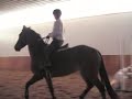 Horse bolting, bucking, rearing, leaping