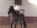 Horse bolting, bucking, rearing, leaping
