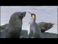 Fur Seals VS Penguins as seen on BBC's Planet Earth.Things to think about:How have the fur seals and penguins adapted to their coastal environment?What features of the fur seals and penguins have enabled them to survive, and how are they developing further?What are the needs of the fur seals and penguins?Respond in a comment or use a video response instead.All videos on this profile are legal and were obtained with owner's permission.