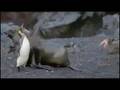 Fur-Seals-VS-Penguin