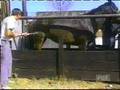 La vendetta di un cavallo marchiato nel culo