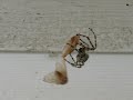Orb Weaver Attacks Two Moths At Once Orb Weaver Attacks Two Moths At Once