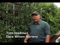 How To Prune A Fruit Tree