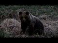 Bear attack mock charge bj�rne angrep