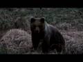 Bear attack mock charge bjørne angrep