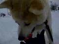 秋田犬さくら雪の上でボール遊び