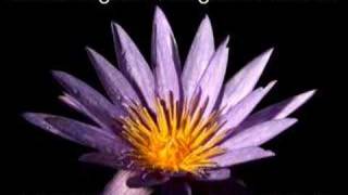 Blue Water Lily Time Lapse