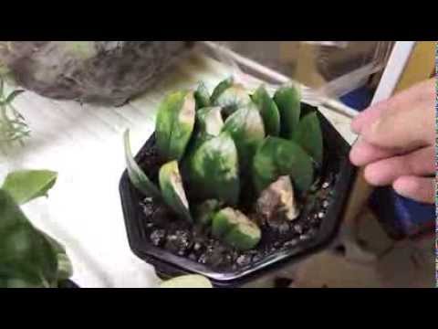 how to transplant zz plant