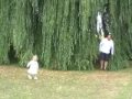 What a big Willow !