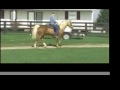 Silvershoe Sundance: Gaited Morgan Stallion