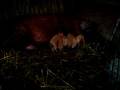 videos de Day old tamworth piglets with mother