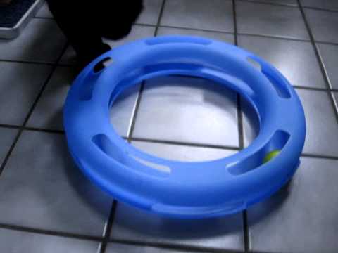 Petmate Crazy Circle Floppycats.com Product Review 0 Petmate Crazy Circle Floppycats.com Product Review