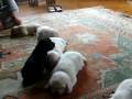 videos de The great Labrador milk race