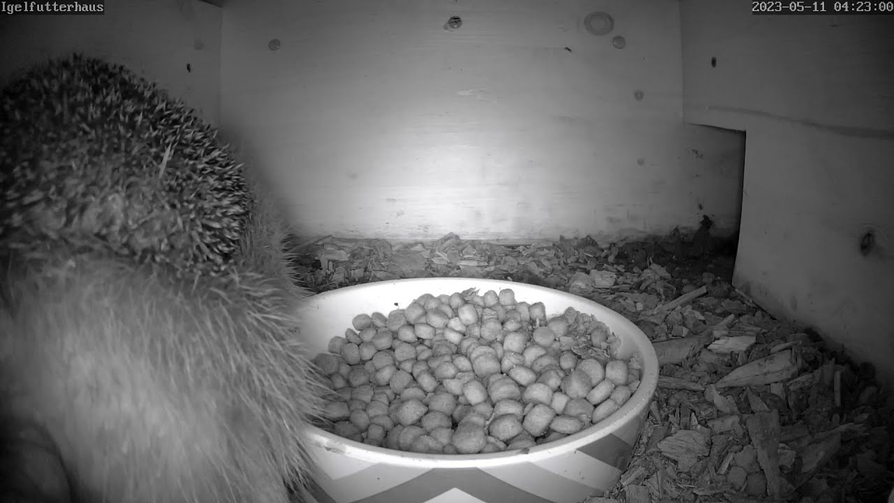 Der Igel kackt an die Wand neben der Kamera ein Kunstwerk! 11.05.2023