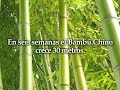 EL Bambu Chino