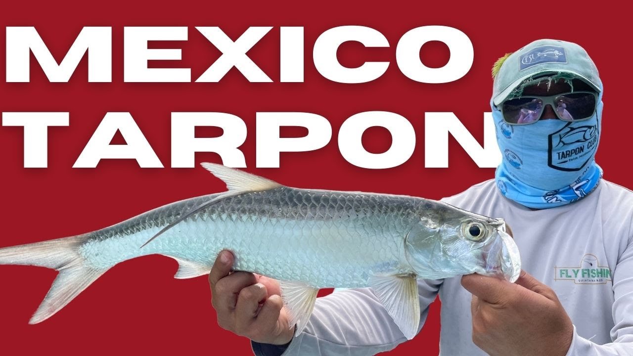 Doug's First Tarpon On The Fly - Fishing Holbox, Mexico 2022