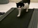 cat on treadmill