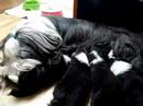 Puppies drinks millk!