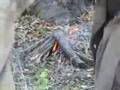 Dr. Silber Visits the Tanzanian Hadzih Bushmen