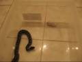 Vipera Ammodytes vs Mouse - Part 2