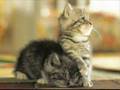 Katzenbabys und Hundewelpen