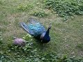 Peacocks Cry, \"Mow\".