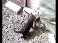 b�b�s chats rigolos