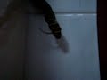 snake eats lizard