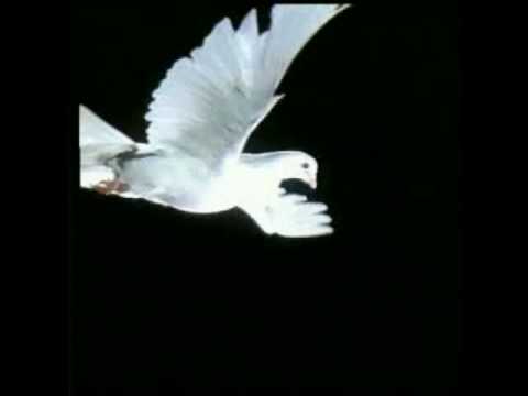 jesse - Uma homenagem a umas das mais belas vozes do estilo lírico contemporãneo, e também uma das mais belas canções e melodias. Coloquei tudo que essa música me tr...
