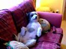 sophie lounging
