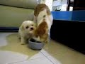 Mild Tempered Cat