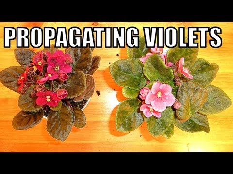how to plant violets