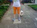 White Miniature Schnauzer - Brazilian Champion Happy White Miniature Schnauzer - Brazilian Champion Happy