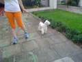 Schnauzer Miniatura video