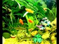 ACUARIO AGUA DULCE ACUARIO AGUA DULCE
