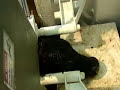 Captive Non-Penetrating Bolt Gun Cattle Stunner Captive Non-Penetrating Bolt Gun Cattle Stunner