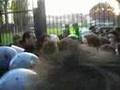 Legnano Channel: sintesi Legnano-Pro Patria e contestazione