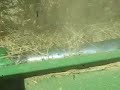 Massa Organics Wheat Harvest 2008