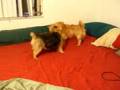 Twix and Twizzler Antics - part2