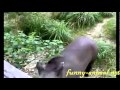 Petable anteater, so cute