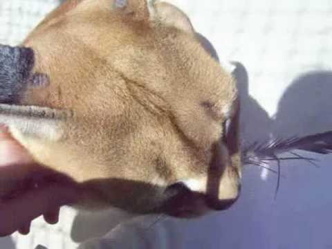 Caracal cat playing close-up!