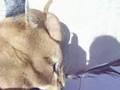 Caracal cat playing close-up!