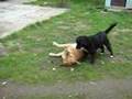 Coca y Mati peleando 