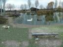 la  laguna  encantada
-all rights reserved-
so�aba  con  poder volver  a  la laguna,  sentarse  en  su  banco  preferido  y  ponerse  a  leer  el peri�dico  hasta  el  atardecer. le  encantaba  hacerlo  mientras un  grupito  de  patos revoloteaban; otros  nadaban,  una  pata  solitaria  ora  corr�a,  ora  parpaba,  y  algunas   ocas  com�an  pan  duro  y  ma�z. otras  veces  se  sentaba  en  ese  mismo  banco  y  se  pasaba  las  horas  muertas observando  el  comportamiento  de  esos  animales; como  un  grupito  de  patitos  no  perd�an  la  estela  de  su protectora mam�, como una  pareja  de  an�tidas,  enamorados, nadaban  uno  junto  al  otro; �l  era  blanco  y  ella  negra. pensaba  que  los  animales  no  hacen diferencias  entre  colores   de  piel. en otras  ocasiones, al  filo  del  mediod�a, se  acercaba  a  la  orilla  de  la  laguna, abr�a  una  bolsa  de  pl�stico  repleta  de  pan  duro  que sosten�a  en  la  mano derecha  y,   con una  inusitada  paciencia,  lo  desmigaba. 
le  gustaba  dar  de  comer  a  esas  inteligentes  aves. le  encantaba  ver  como los  �nsares  y  los  an�tidos  se  acercaban  literalmente  hasta  sus  pies  para  darse  un  fest�n  de  migajas  de  pan.
            hab�a  d�as  que  acud�a  a  este  maravilloso  estanque  en  compa��a  de  su  hijo  y,  sentado  en  su  banco  preferido,  le  contaba  alg�n  cuento.  a  su  v�stago  le  gustaba  un  cuento  en  especial; se  titulaba   la  rana   hechizada. a  grandes  rasgos  el  cuento  trataba  las  peripecias  de  un  pr�ncipe  que  a  causa  de  un  encantamiento fue  convertido  en  rana. la  historia  transcurr�a  en una  charca  id�ntica  a  la laguna, y  ese  pr�ncipe  con  cuerpo  de  rana  esperaba  ansioso  que  una  princesa  se  enamorara  de  �l  y  que,  a  causa de  un  beso,  le  devolviera  a  su  estado  natural.
             pensaba  que era  una  historia  maravillosa. en  ese  momento,  sus  pensamientos  se  volatilizaron   y  volvi�  a  la  cruda  realidad. el   protagonista  de  esta  historia  empez�  a  croar.
el  batracio se  encontraba  al lado  de  su  banco  favorito,  se subi�  encima  de  �l, brinc�, se  acerc�  hasta  la  orilla  de  la charca,  dio  un  salto  y  se  sumergi�  en  el  agua. mientras  buceaba  hasta  el   fondo  de  la  laguna  pensaba que  esos  maravillosos  recuerdos  pertenec�an  a  su  vida  anterior  y que permanecer�an  indelebles  hasta  el  final  de sus  d�as. no  eran  otra  cosa  que  retazos  nost�lgicos  de  momentos  vividos. era  consciente  de  que  se  hab�a  reencarnado  en  un  sapo y  haciendo  un  ejercicio  de  pragmatismo pens�  en  disfrutar  al  m�ximo  de  las  nuevas  cualidades  adquiridas. alg�n  d�a,  quiz�  reencarnado  en  un  le�n, un  �guila  o  un  delf�n  recordar�a  con orgullo   sus nuevos  y  maravillosos  momentos   vividos  en  la  laguna.

              fin

autor  del  cuento:  pablo  serrano
narraci�n: pablo  serrano
fotograf�a  y  montaje: pablo  serrano
m�sica, efectos  sonoros  y  algunas  fotos  son  de  dominio  p�blico
fuentes: http://bancoimagenes.isftic.mepsyd.es/   y  http://www.soundsnap.com/
autor  de  la foto del sapo   de  dominio  p�blico:
jorge mart�nez huelves
autor  de  la ilustraci�n del pr�cnipe   de  dominio  p�blico:
ricardo polo l�pez


te invito a que visites mi blog
www.lacoctelera.com/marcadosporelcine
donde s�lo, �nica y exclusivamente hablo, mejor dicho, escribo sobre de cine.
