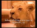 ماخود من برنامج تلفيزيوني للقناه السادسه الفرنسيه   ترجمه سنوبي 213