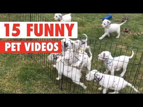 15 Funny Pet Videos Compilation 2017