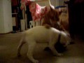 tabby cat vs. pitt/boxer puppy