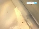 videos voile