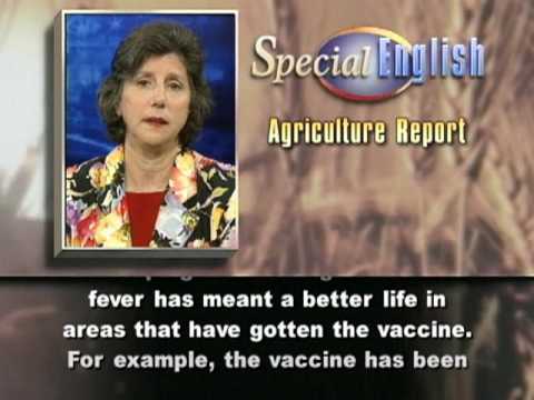 Group works to increase the supply of cattle vaccine in Africa - YouTube